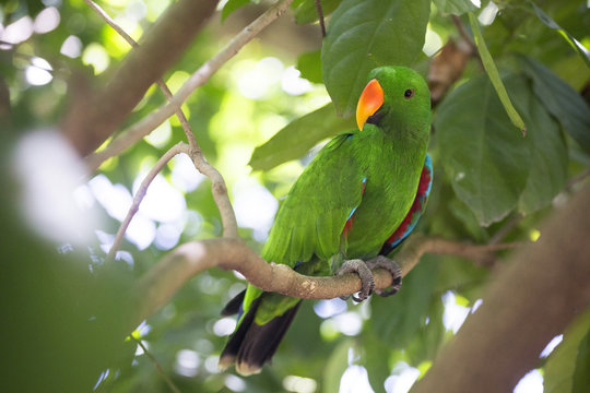 Eclectus Parrot (Eclectus roratus) male, Queensland, Australia