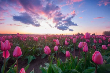 Meubelstickers Pink fields of tulips with a colorful sunset © Dene' Miles