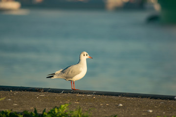 Möve