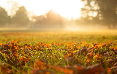 Autumn leaves on the grass during a foggy sunrise in a park. Lyon, France. Shallow D.O.F.