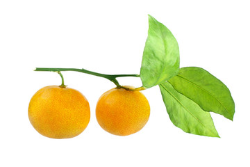 Two tangerines on a branch with green leaves on a white background isolated close up