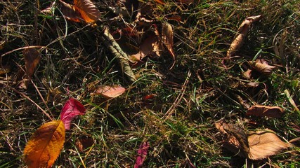 herbst