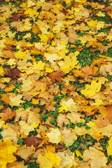 Seasonal autumn background of bright orange leaves on the ground. Autumn landscape. 