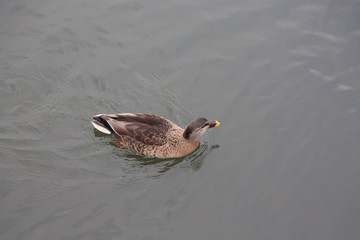 duck in the water