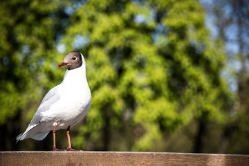 A Mediterranean gull (Ichthyaetus melanocephalus) perched on a metal railing of the city copenhagen.