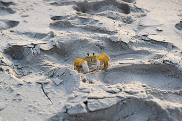 A crab called Maria Flour