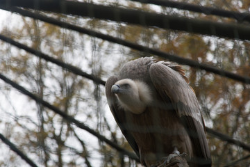 vulture