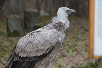 vulture