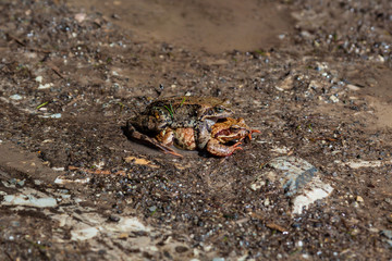 Żaby © Piotr_Kardas