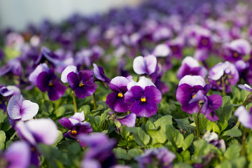 Obraz premium Viola Wittrockiana