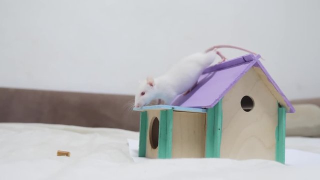rat climbs a wooden house a hole cute video out of the burrow of a house and sniffs food in search of food . cute mouse albino rat pet goes to the house. white rat concept lifestyle cute.