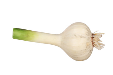 young garlic isolated on white background