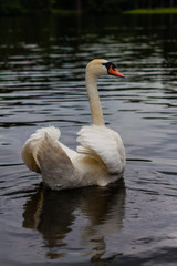 Łabędź © Piotr_Kardas