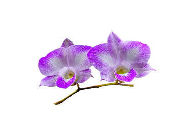 Fototapeta na wymiar Purple and White Orchids on White background