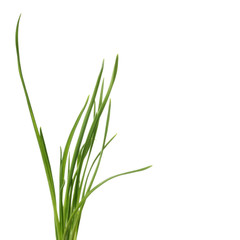  leaves of onion  isolated on white