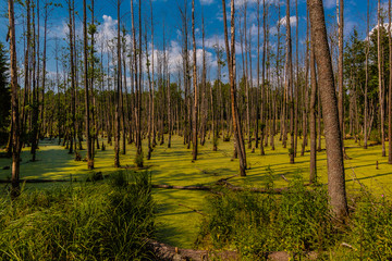 Bagno w lesie © Piotr_Kardas