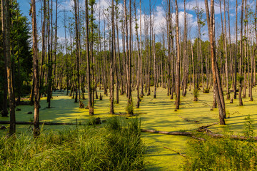 Bagno w lesie © Piotr_Kardas