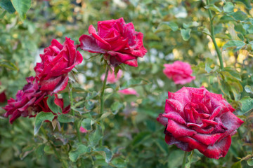 Sick red roses