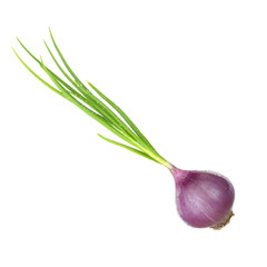 red onion with leaves isolated on white