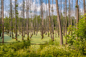 Bagno w lesie © Piotr_Kardas