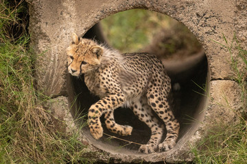 Cheetah cub twisting head jumping from pipe