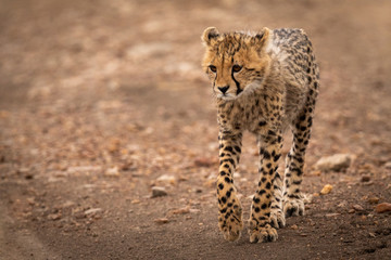Cheetah cub walking down track lifts paw