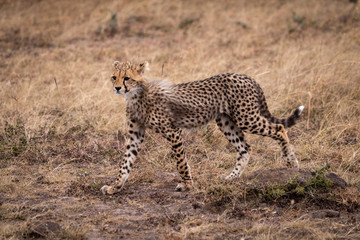 Cheetah cub walking in grassland stares ahead