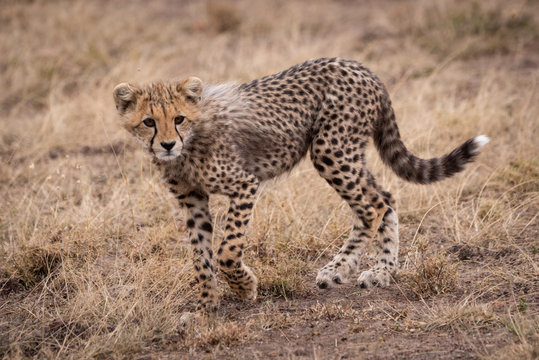 Cheetah cub walking in grassland turns head