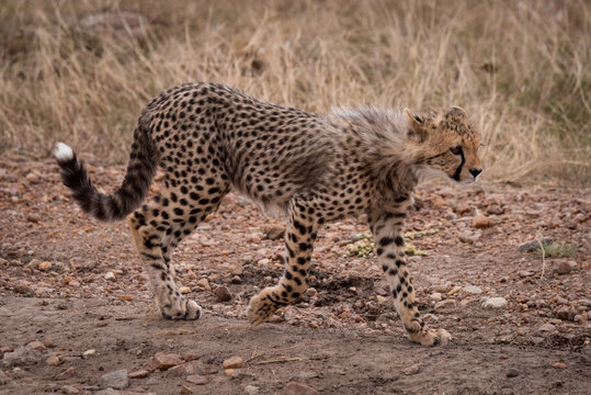 Cheetah cub walking on track in grassland