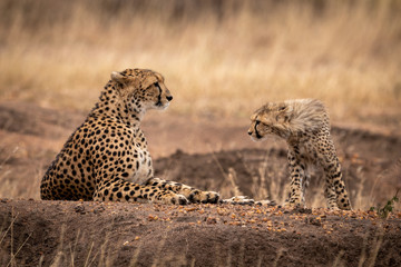 Cheetah cub walks towards mother lying down