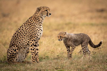 Cheetah cub walks towards mother on grass