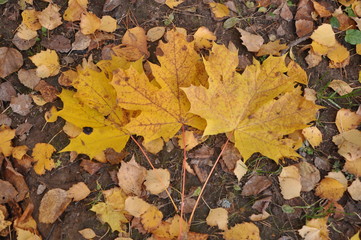 fall forest. Fallen yellow foliage lies on the grass. three maple leaves