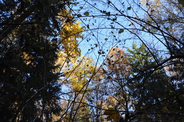 Russian autumn forest. bottom view of the clouds