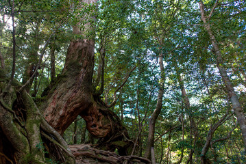 Obraz premium Forest in Japan