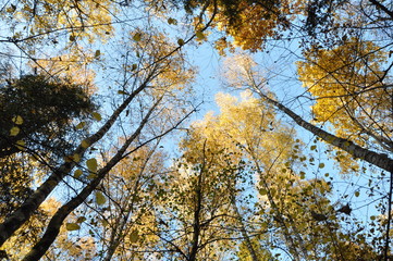 Russian autumn forest. bottom view of the clouds