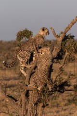 Cheetah cubs climbing dead tree on savannah