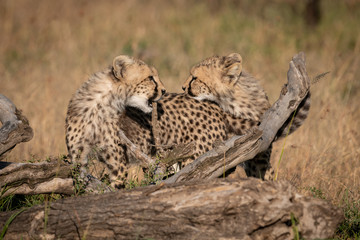 Cheetah cubs facing each other on log