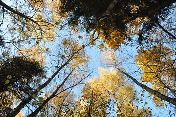 Russian autumn forest. bottom view of the clouds