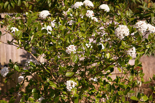 Viburnum x bodnantense shrub; Dawn.  Spring flowering shrub