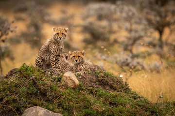 Cheetah cubs on rocky mound in trees