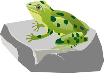  Green frogg sitting on the stone, vector illustration