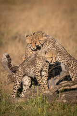 Cheetah cubs watch another stand on log