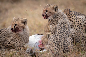 Cheetah cubs with bloody mouths eating kill