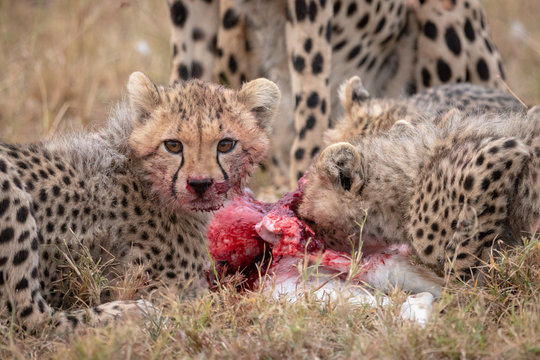 Cheetah cubs with bloody mouths beside kill