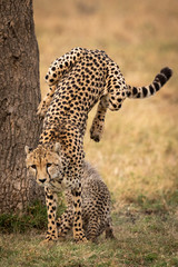 Cheetah jumps down from tree beside cub