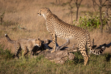 Cheetah leaning on dead log with cub