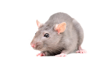 Portrait of a little gray rat, isolated on white background