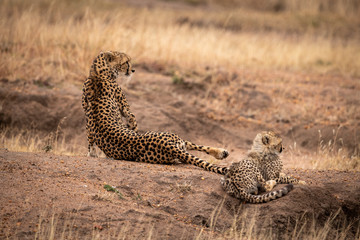 Cheetah lies beside cub on dirt mound