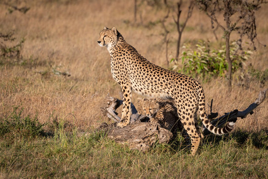 Cheetah leans on log with cubs underneath