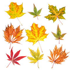 Collection of autumn leaves isolated on white background